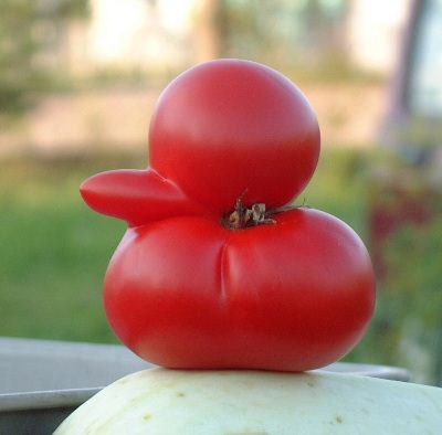 Denne tomaten hilste vi på ved Mustvee ....