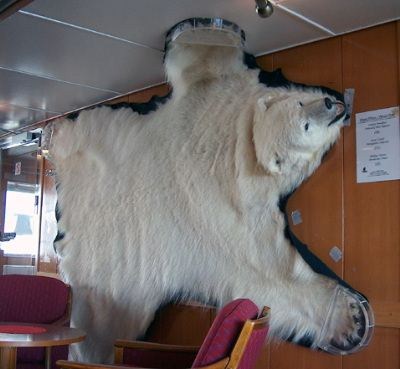 Isbjørnskinnet i 'Isbjørnsalongen' er MS Lofotens  varemerke