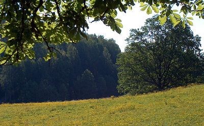 Gule smørblomster- selve symbolet på den svenske sommeren. Stenebynäs ligegr i et naturskjønt område - bare to og en halv time fra storbyene Gøteborg og Oslo